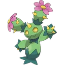 Maractus