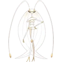 Pheromosa